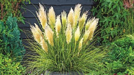 What nurseries are buying in for 2026 and why, according to 12 breeders, breeders’ agents and young-plant growers